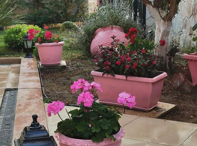 Purple_rose_apartment *